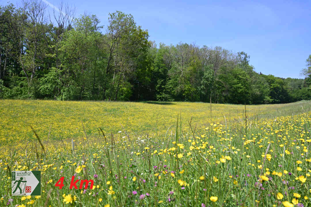 Altisheim - Pfählhau - Nordic Walking 23