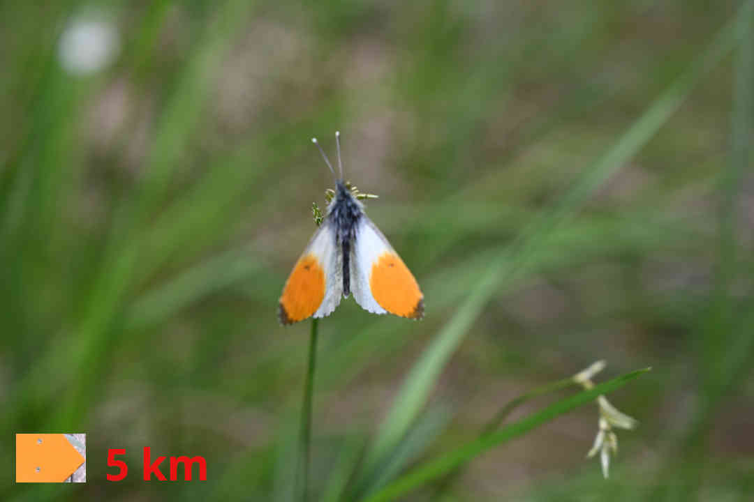 Buggenhofen - Stillnau - Rundweg oranger Pfeil