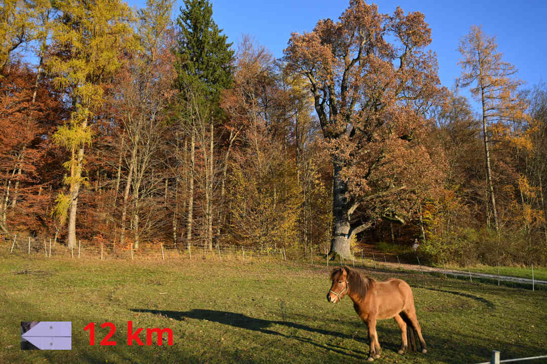 Buggenhofen - Stillnau - Rundweg weißer Pfeil