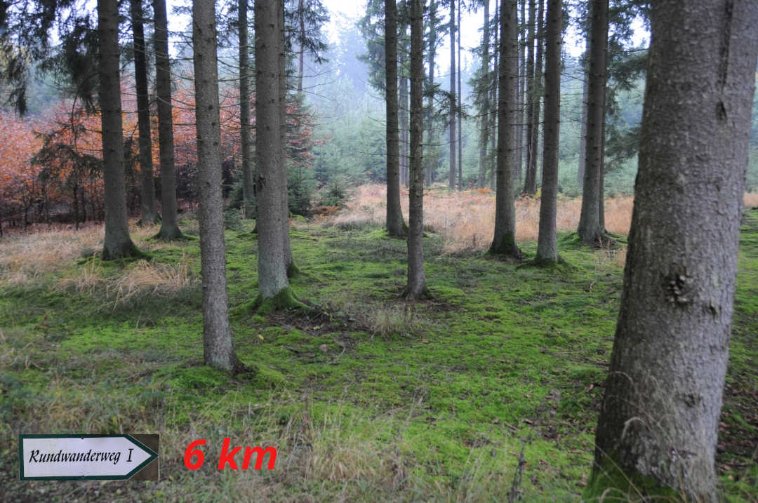 Mertinger Forst - Rundweg 1