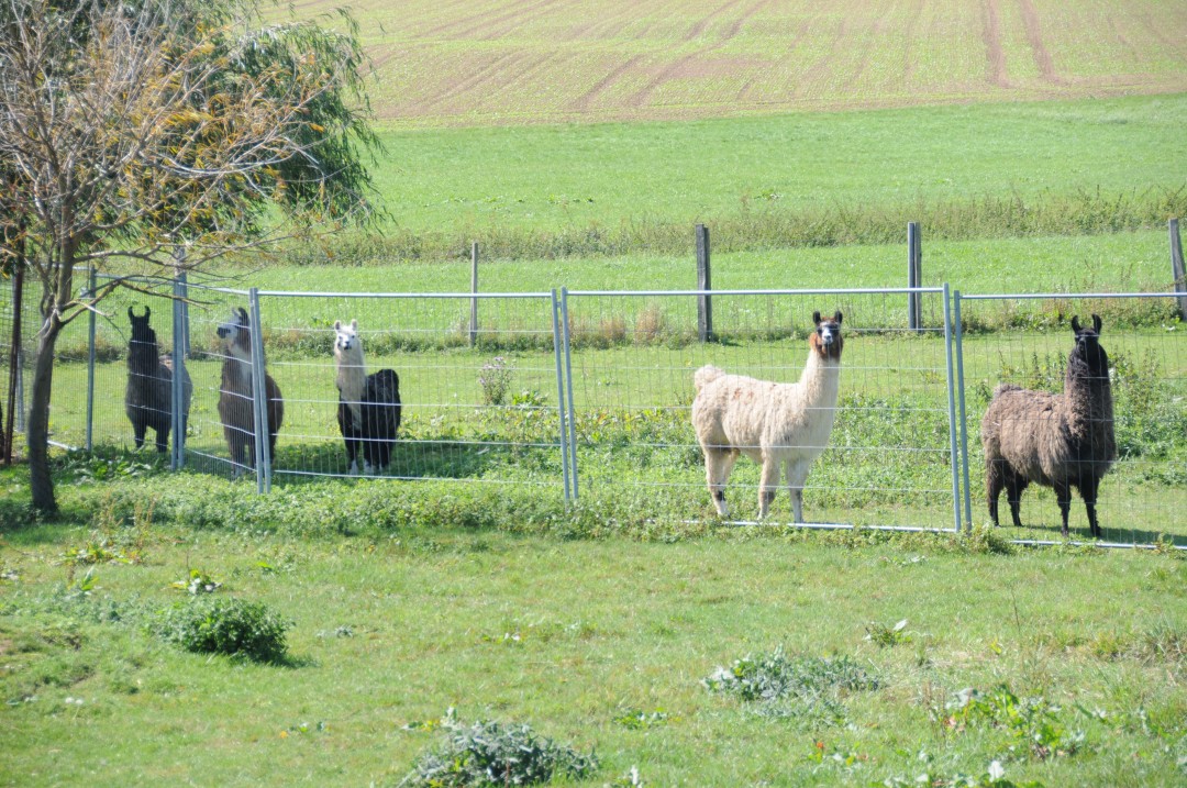 2011-09-10-bopfingenBaldern-17.jpg