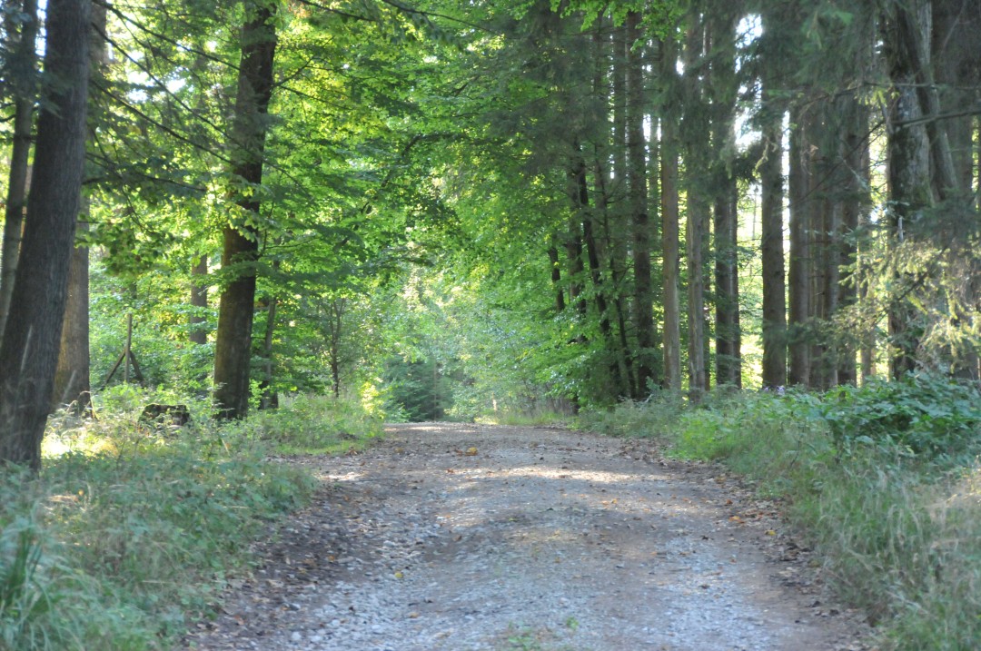 2018-09-19-steinhart-geologischerWeg2-36.jpg