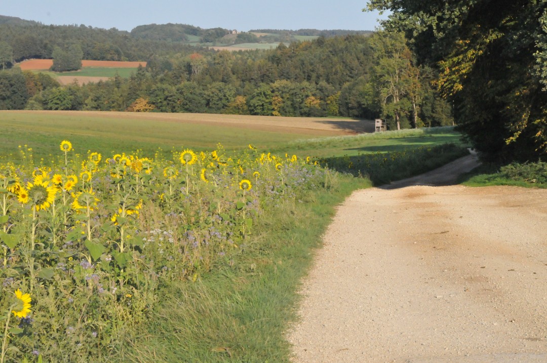 2018-09-19-steinhart-geologischerWeg2-54.jpg