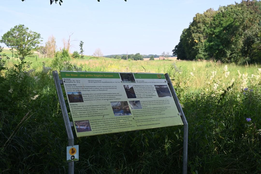 2024-06-29-benzenzimmernBibererlebnispfad-15.JPG