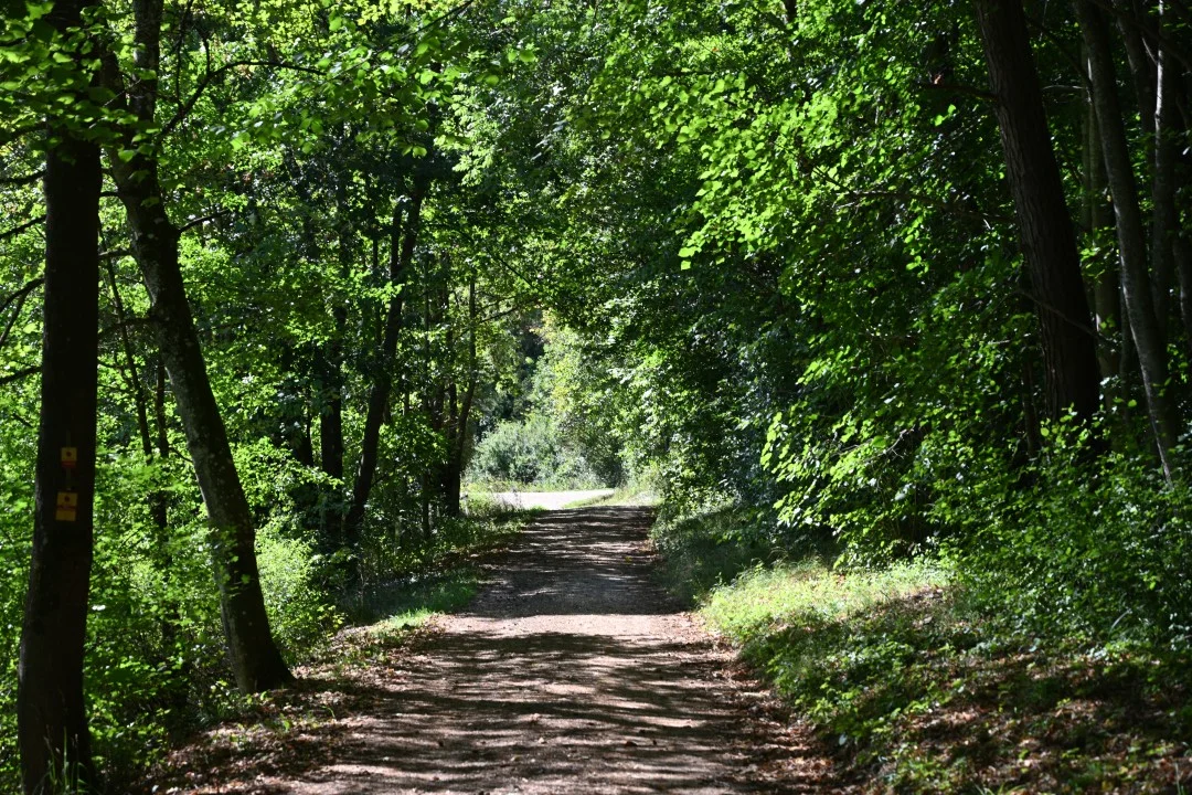 2026-08-31-riesPanaoramaweg-etappe6-utzmemmingen-ederheim-85
