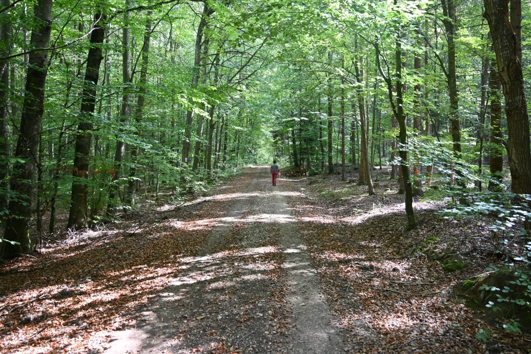 2026-09-08-riesPanoramaweg-etappe6-ederheim-moenchsdeggingen-153-rosi