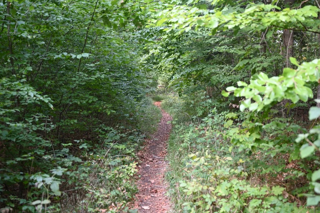 2026-09-08-riesPanoramaweg-etappe6-ederheim-moenchsdeggingen-163