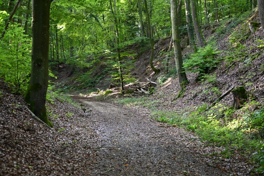 2026-09-08-riesPanoramaweg-etappe6-ederheim-moenchsdeggingen-20