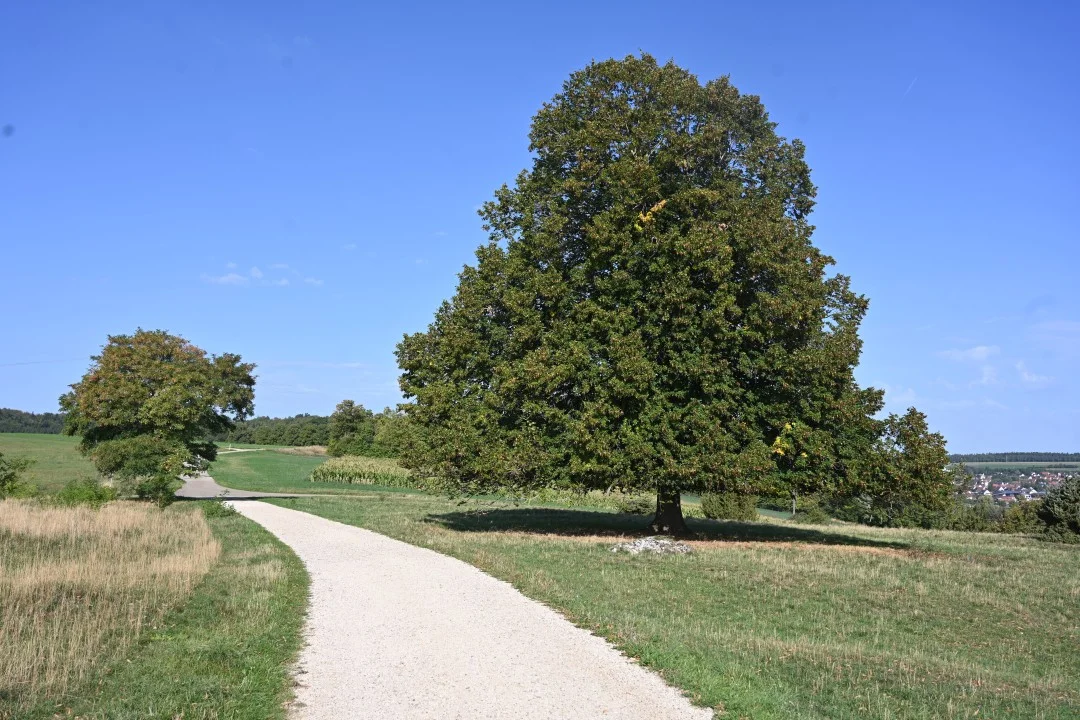 2026-09-08-riesPanoramaweg-etappe6-ederheim-moenchsdeggingen-43