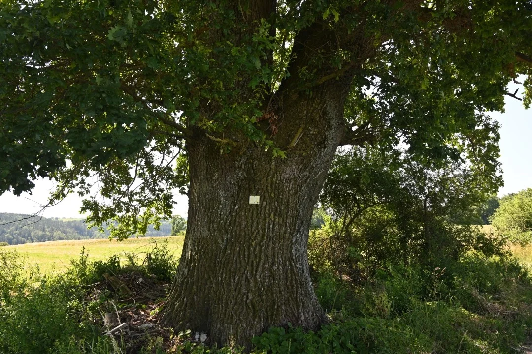 wandern-donau-ries