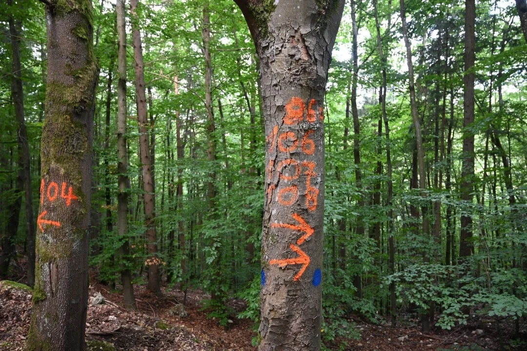wandern-donau-ries