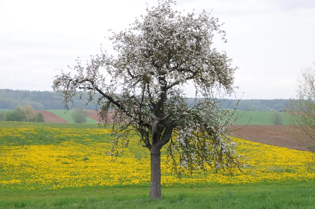 2010-05-01-oettingen-eichhoernchenweg1-14