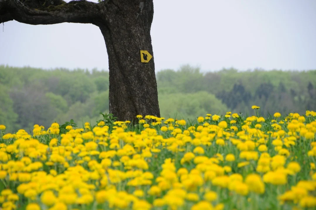 2010-05-01-oettingen-eichhoernchenweg1-26