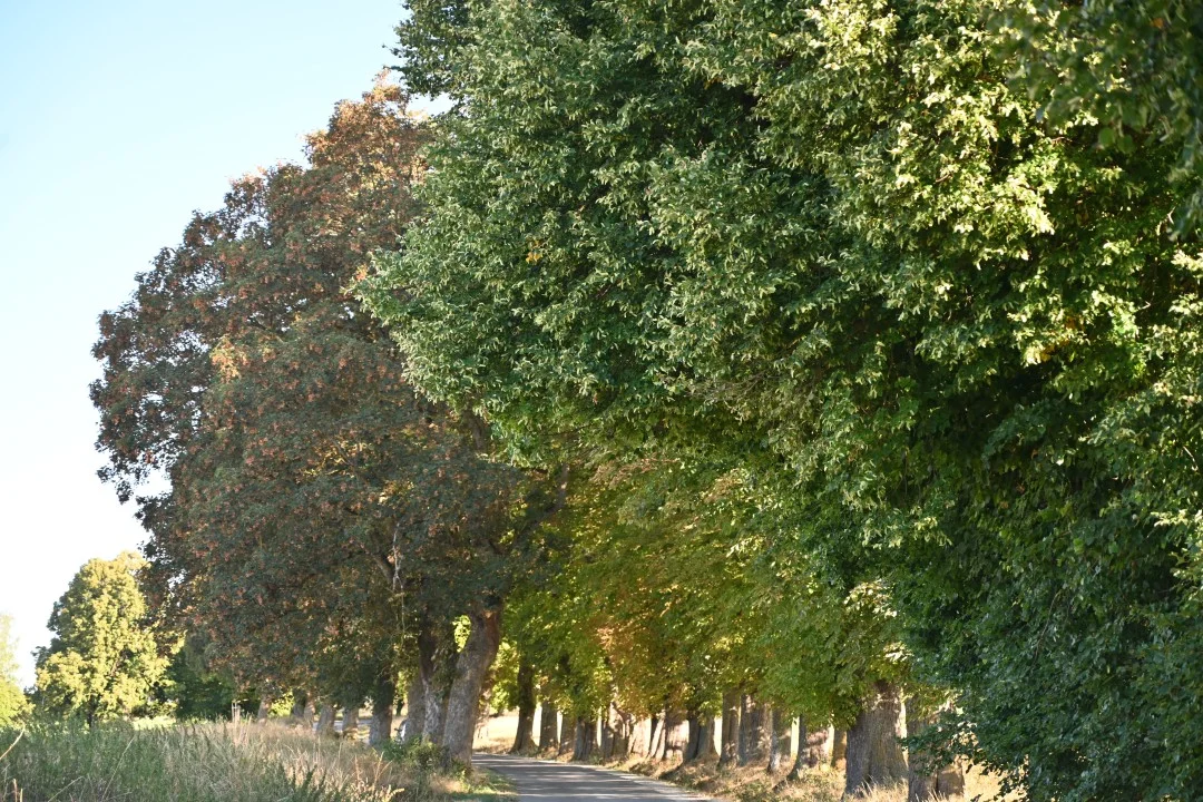 2026-08-13-oettingen-eichhoernchen1-10