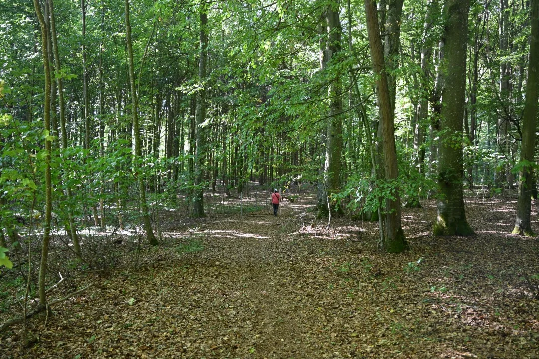 2026-08-13-oettingen-eichhoernchen1-81-rosi