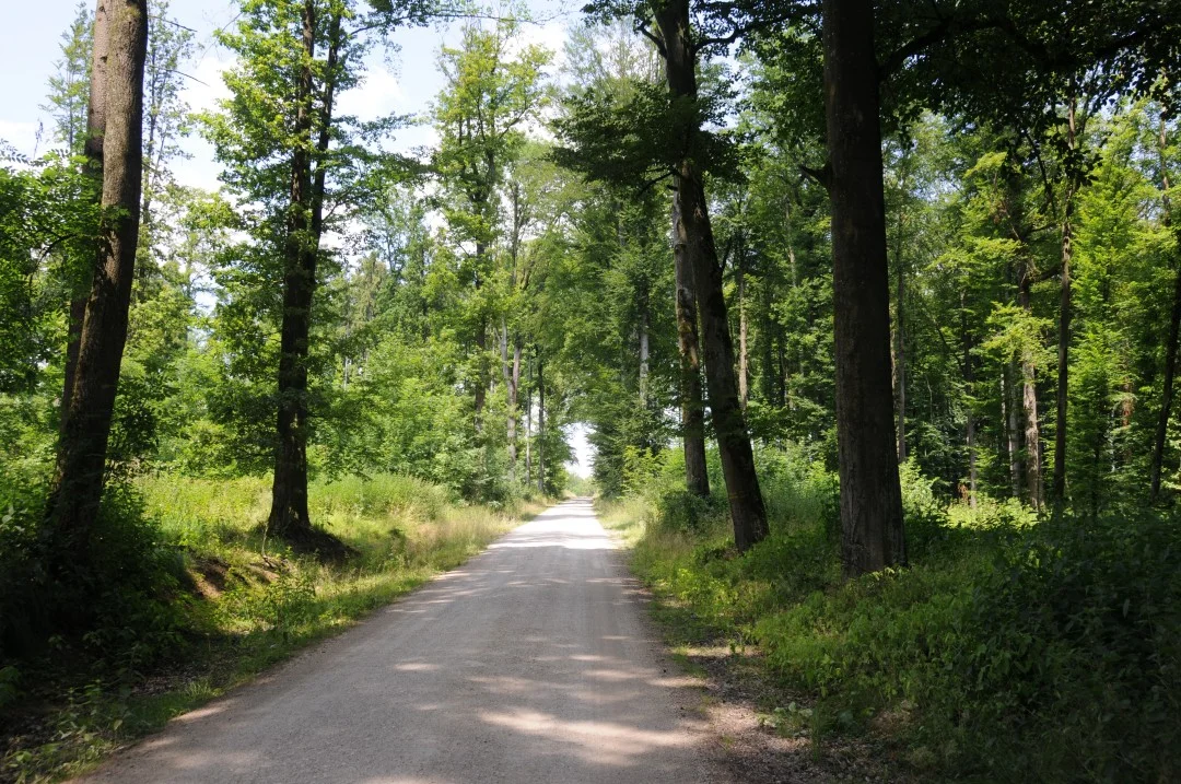 2010-07-07-oettingen-eichhoernchen2-3