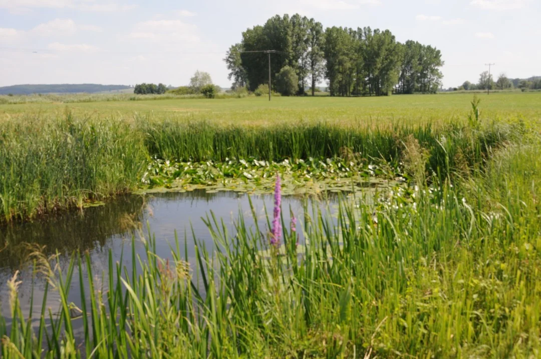2010-07-07-oettingen-eichhoernchen2-39