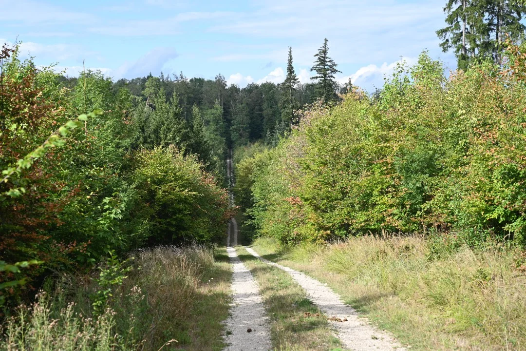 2026-08-22-oettingen-eichhoernchen2-67