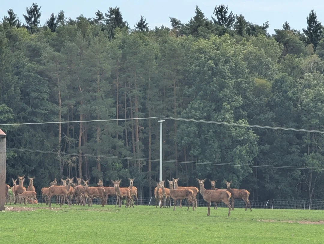 2026-09-19-wemding-monheimerAlb20-49-11