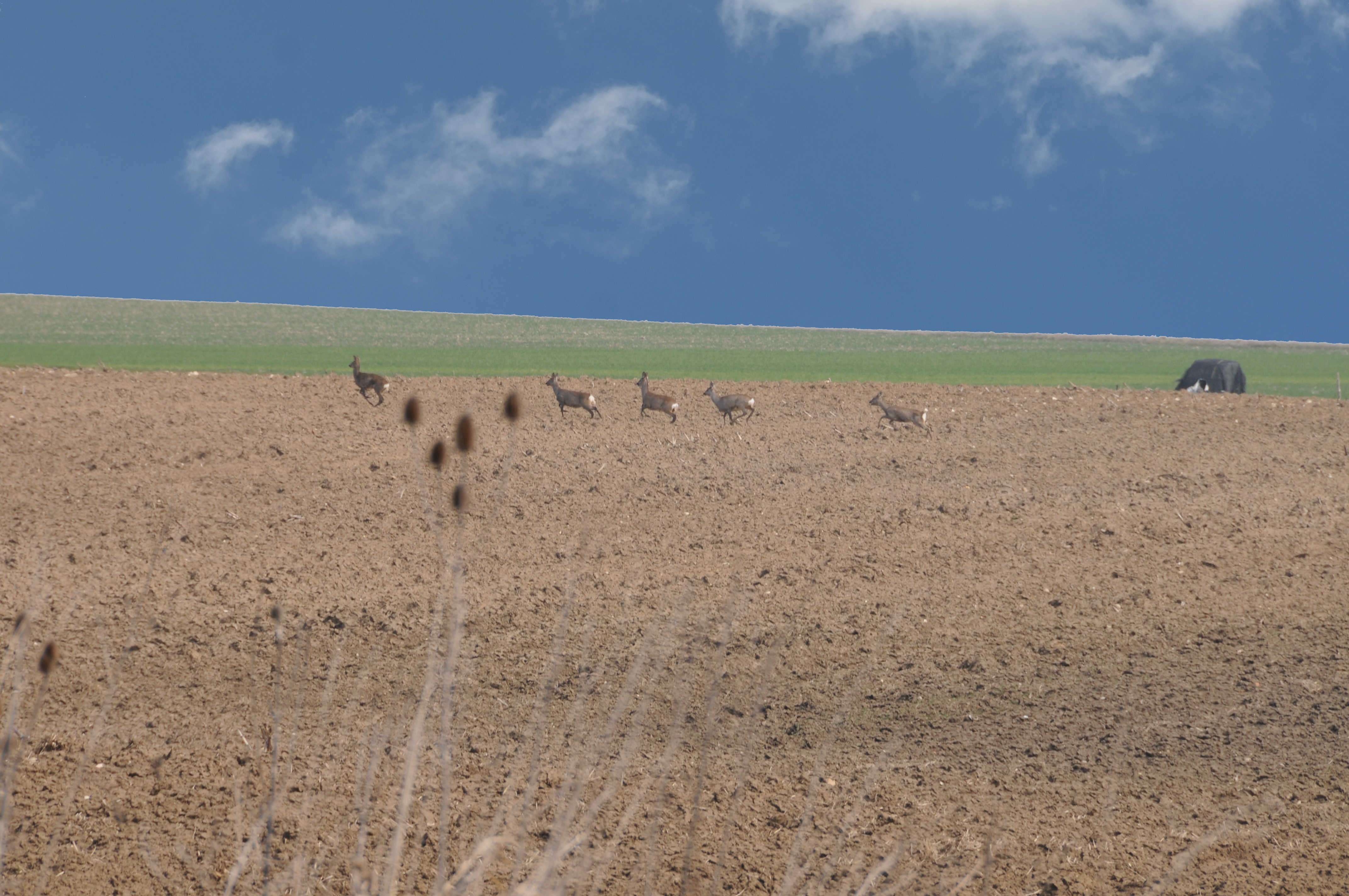 Rehe bei Gansheim